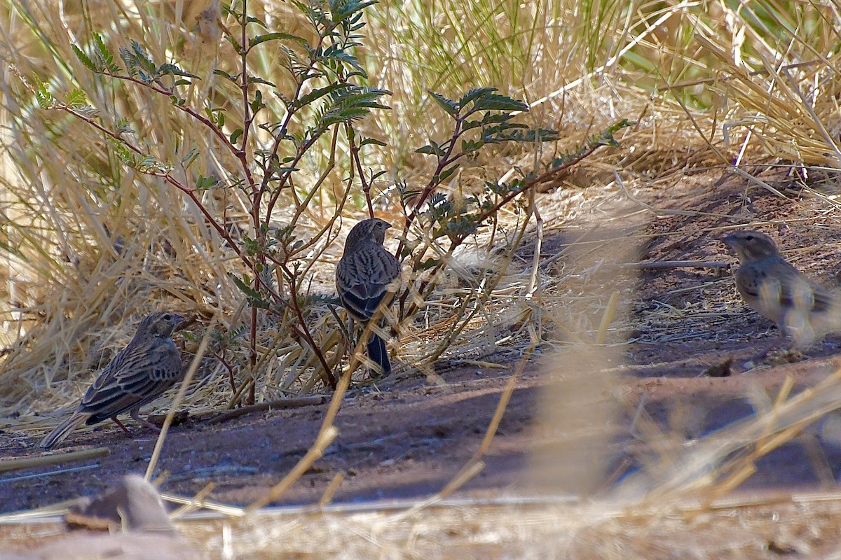 nomadespurv - ML646776822