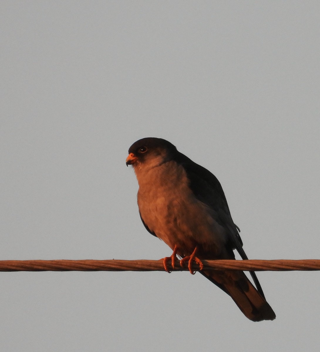 amurfalk - ML646776823