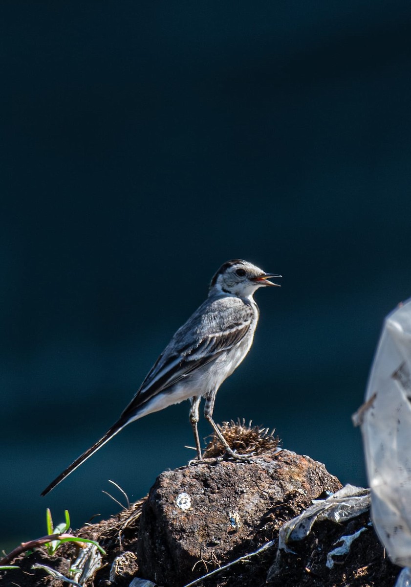 linerle - ML646776824