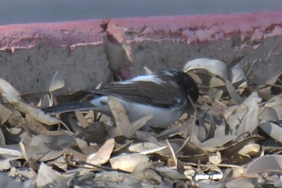 Dark-eyed Junco - ML646776828