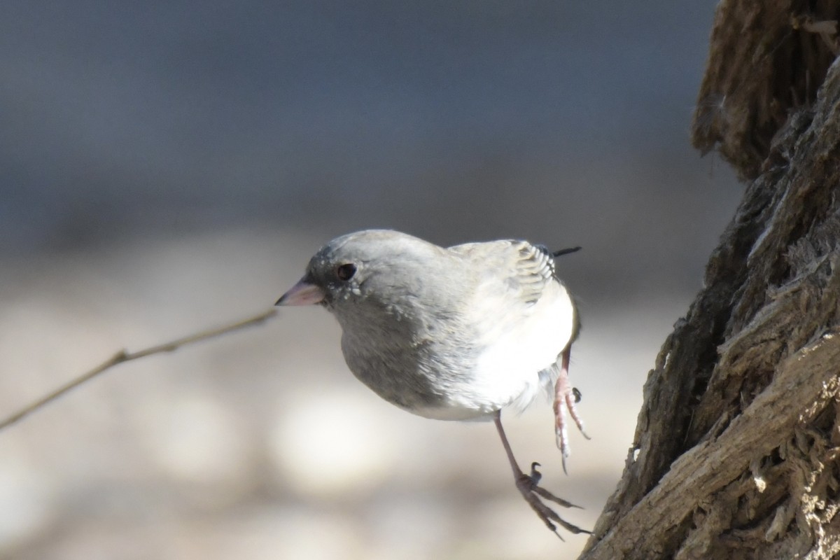Dark-eyed Junco - ML646776829