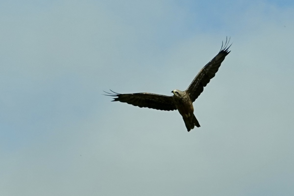 Black Kite (Black) - ML646776832