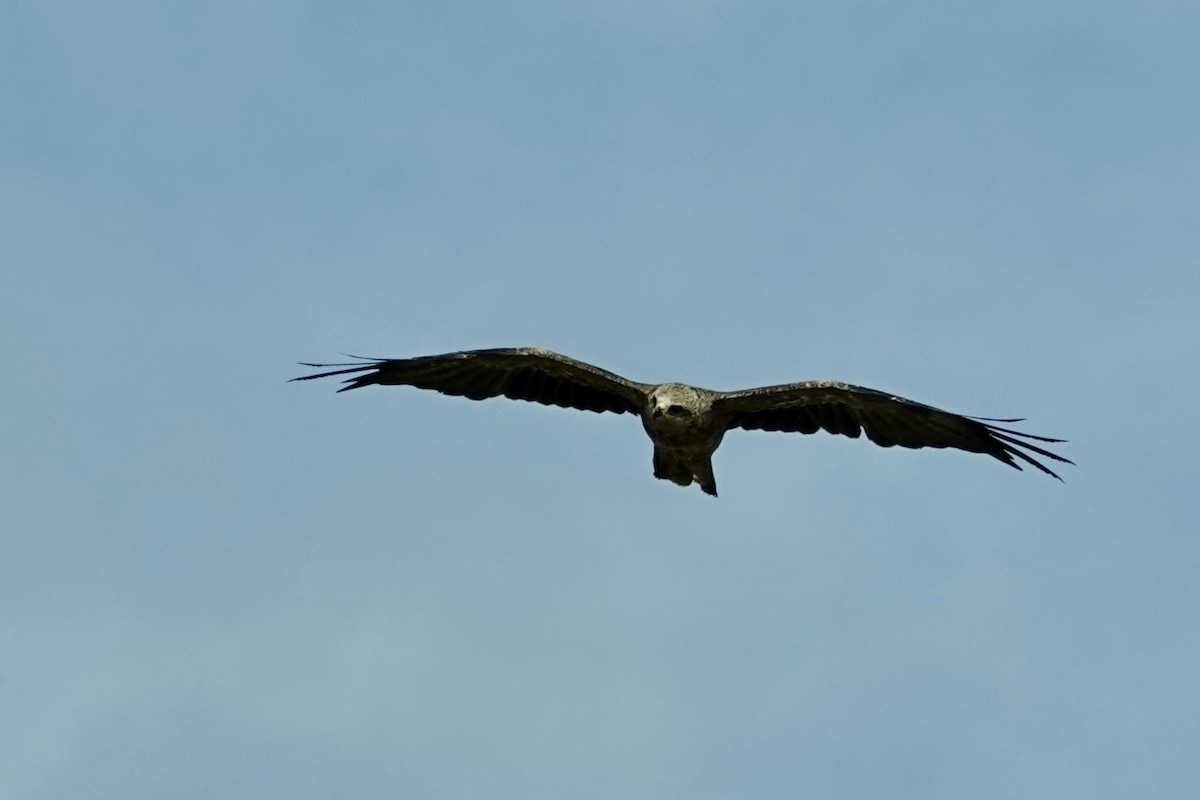 Black Kite (Black) - ML646776833