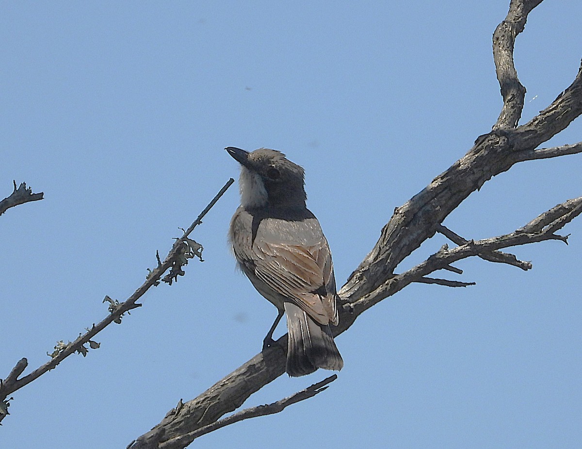 Ожерелковый свистун - ML646776836