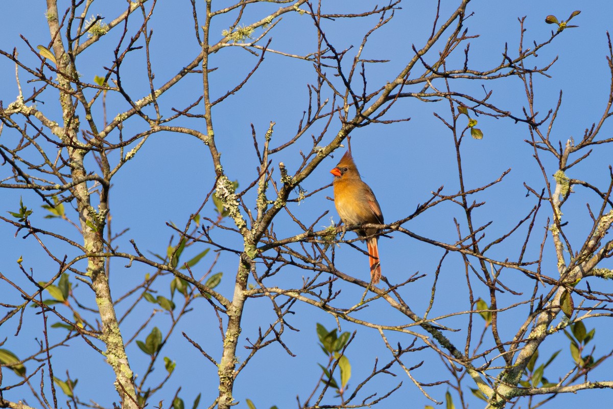 Cardinal rouge - ML646776837