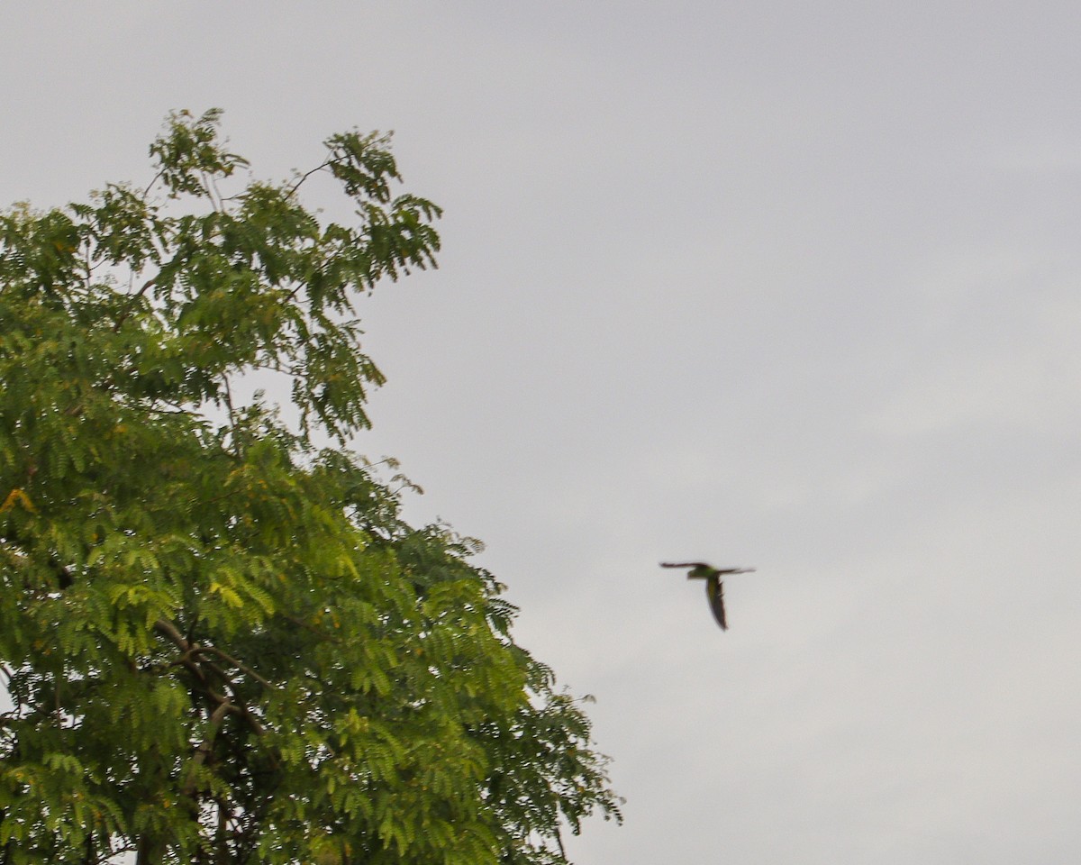 Halsbandsittich - ML646776839