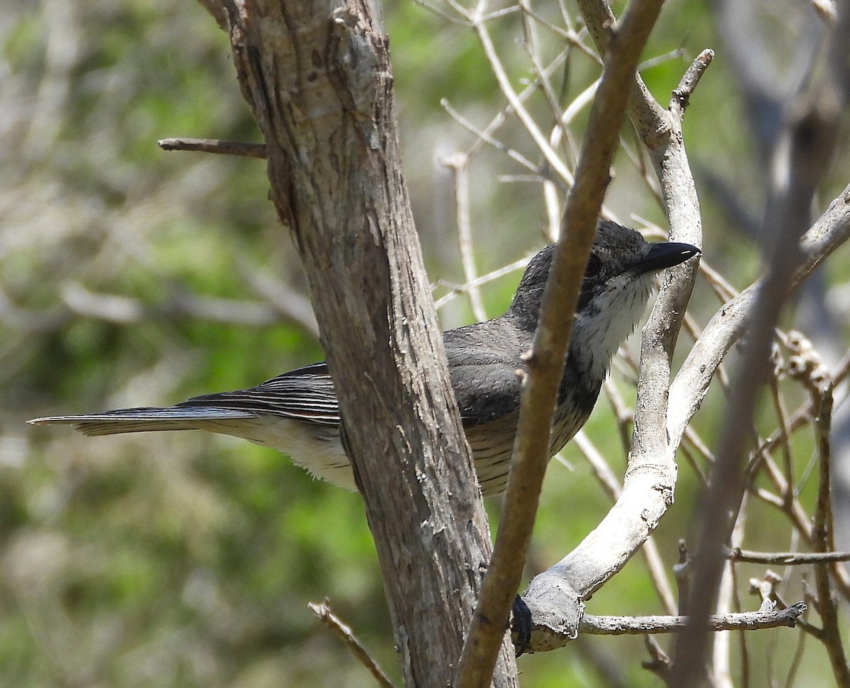 Ожерелковый свистун - ML646776842