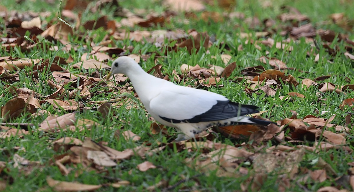 snøkeiserdue - ML646776848