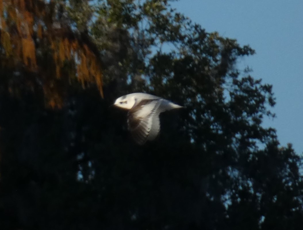 Little Gull - ML646776851