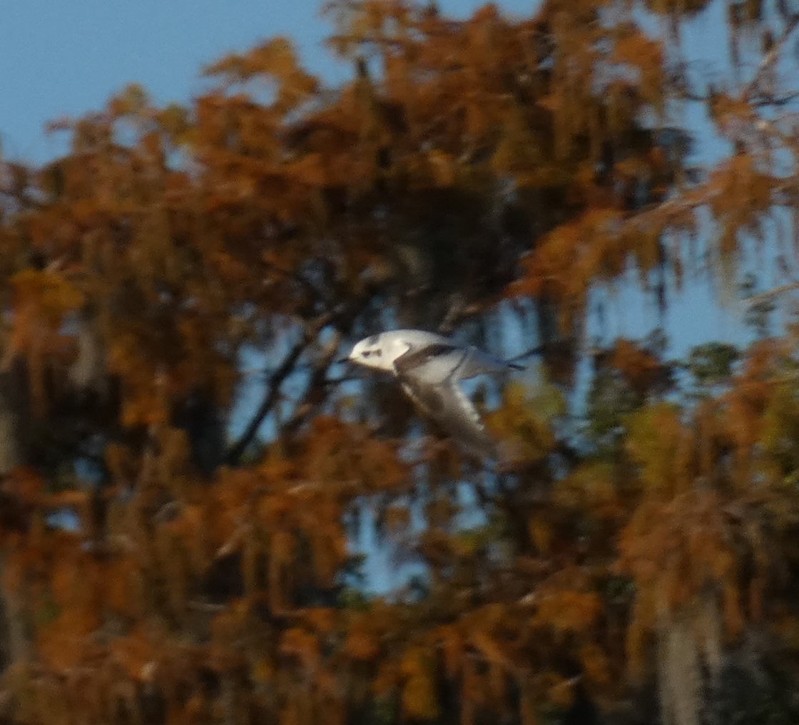 Little Gull - ML646776852