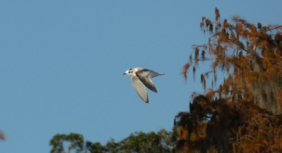 Little Gull - ML646776853