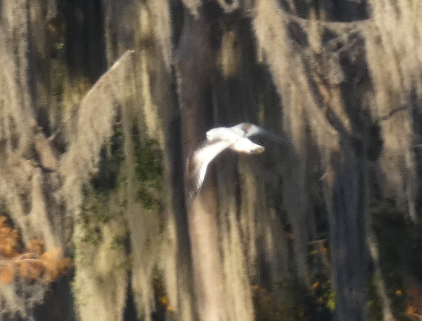 Little Gull - ML646776854