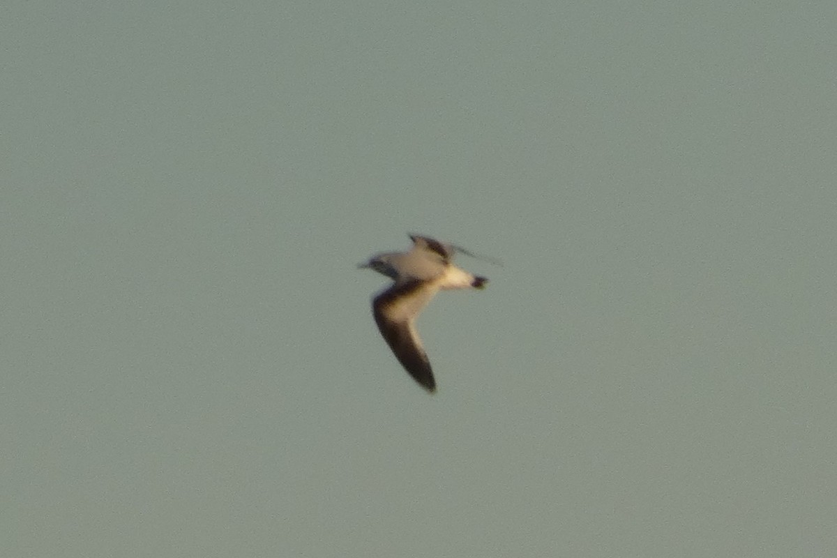 Little Gull - ML646776855