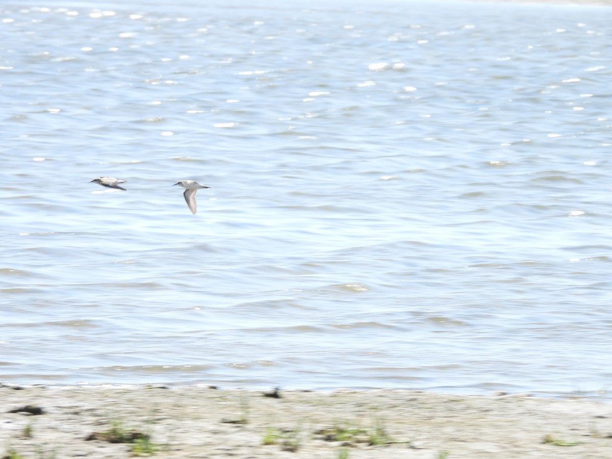 Txirri zuria - ML646776860