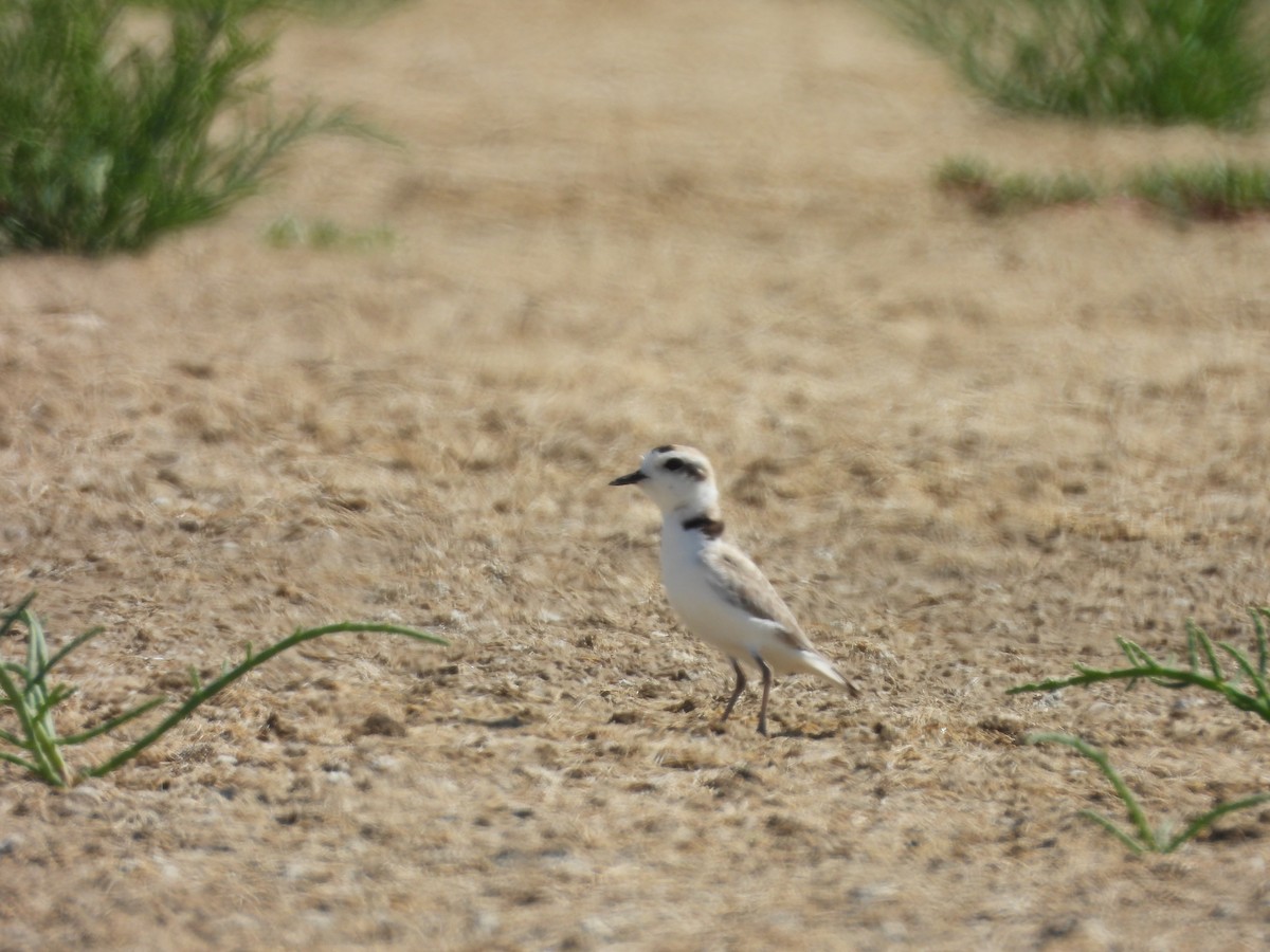 Snowy Plover - ML646776863