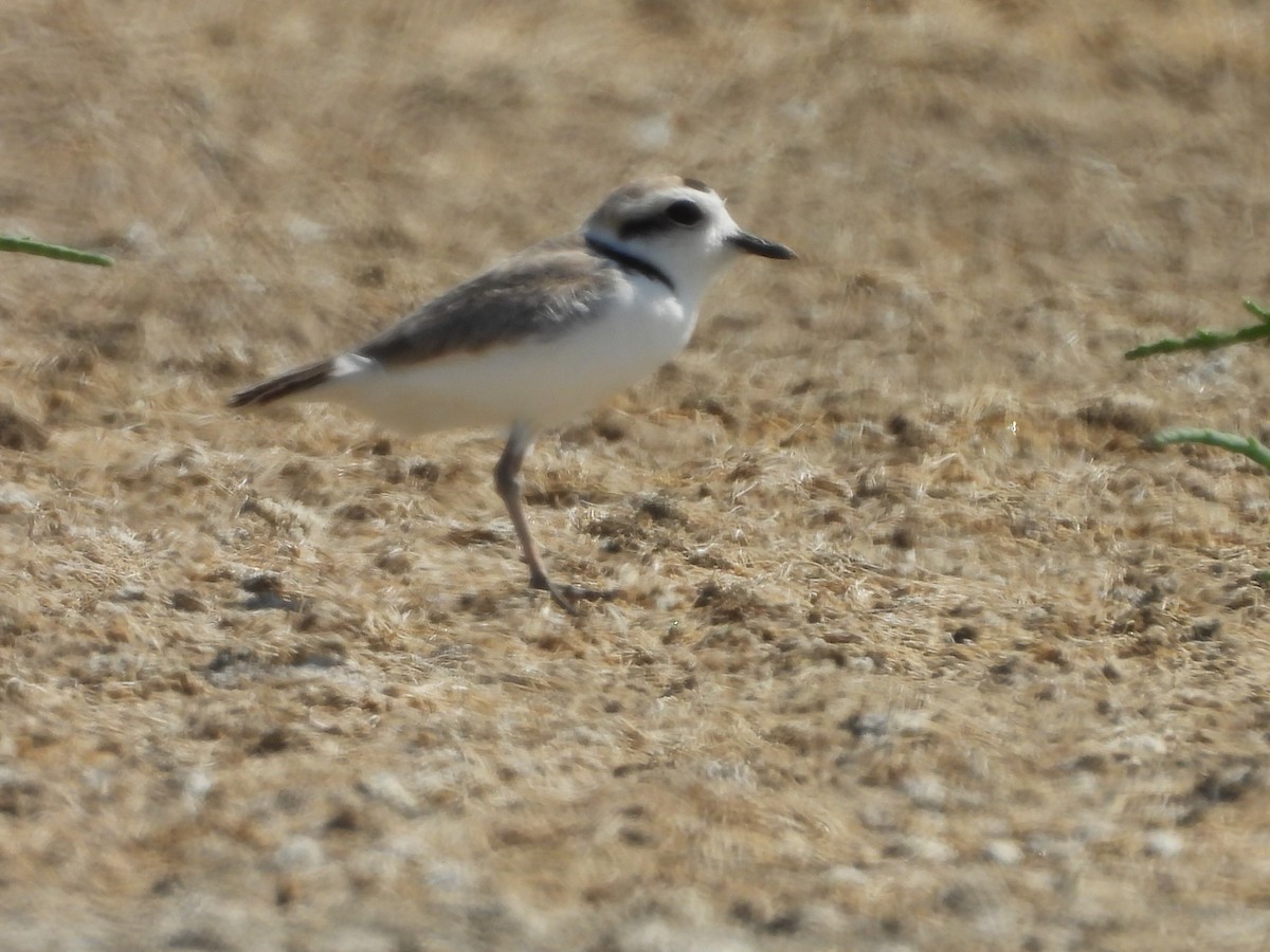 Snowy Plover - ML646776864