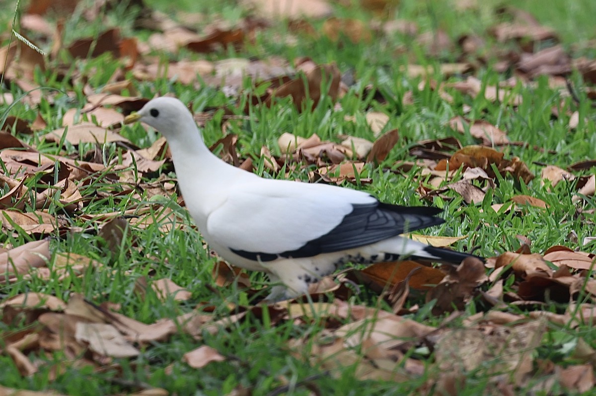 Torresian Imperial-Pigeon - ML646776865