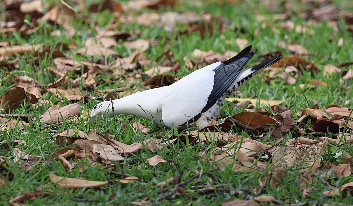 Torresian Imperial-Pigeon - ML646776866