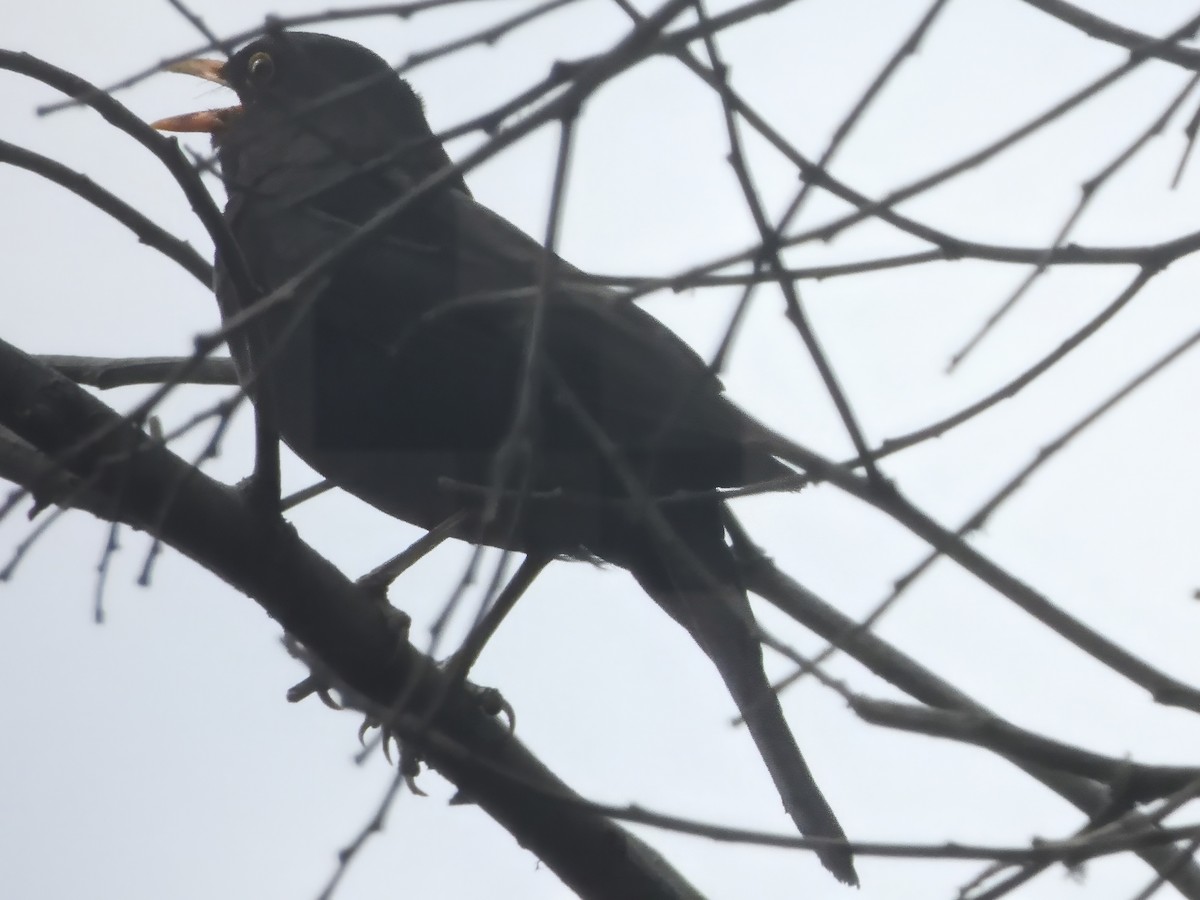 Karatavuk - ML646776867