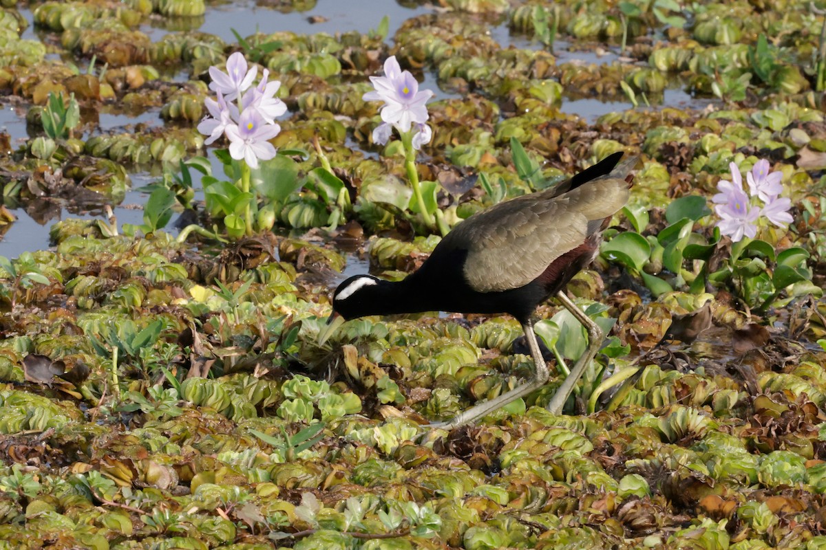 Jakana bekainzuria - ML646776871