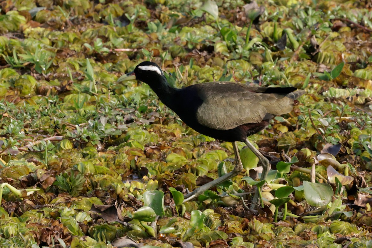 Jakana bekainzuria - ML646776873