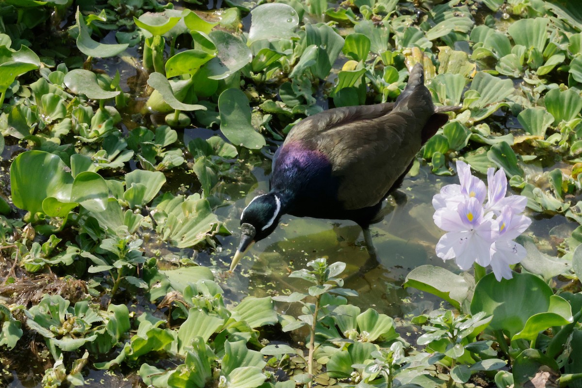 Jakana bekainzuria - ML646776874