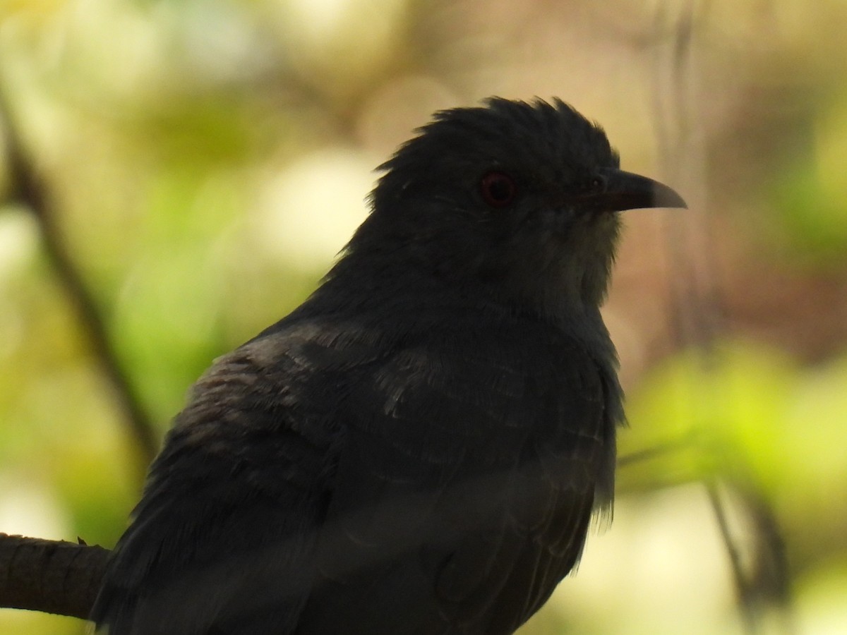 Воробьиная кукушка - ML646776875