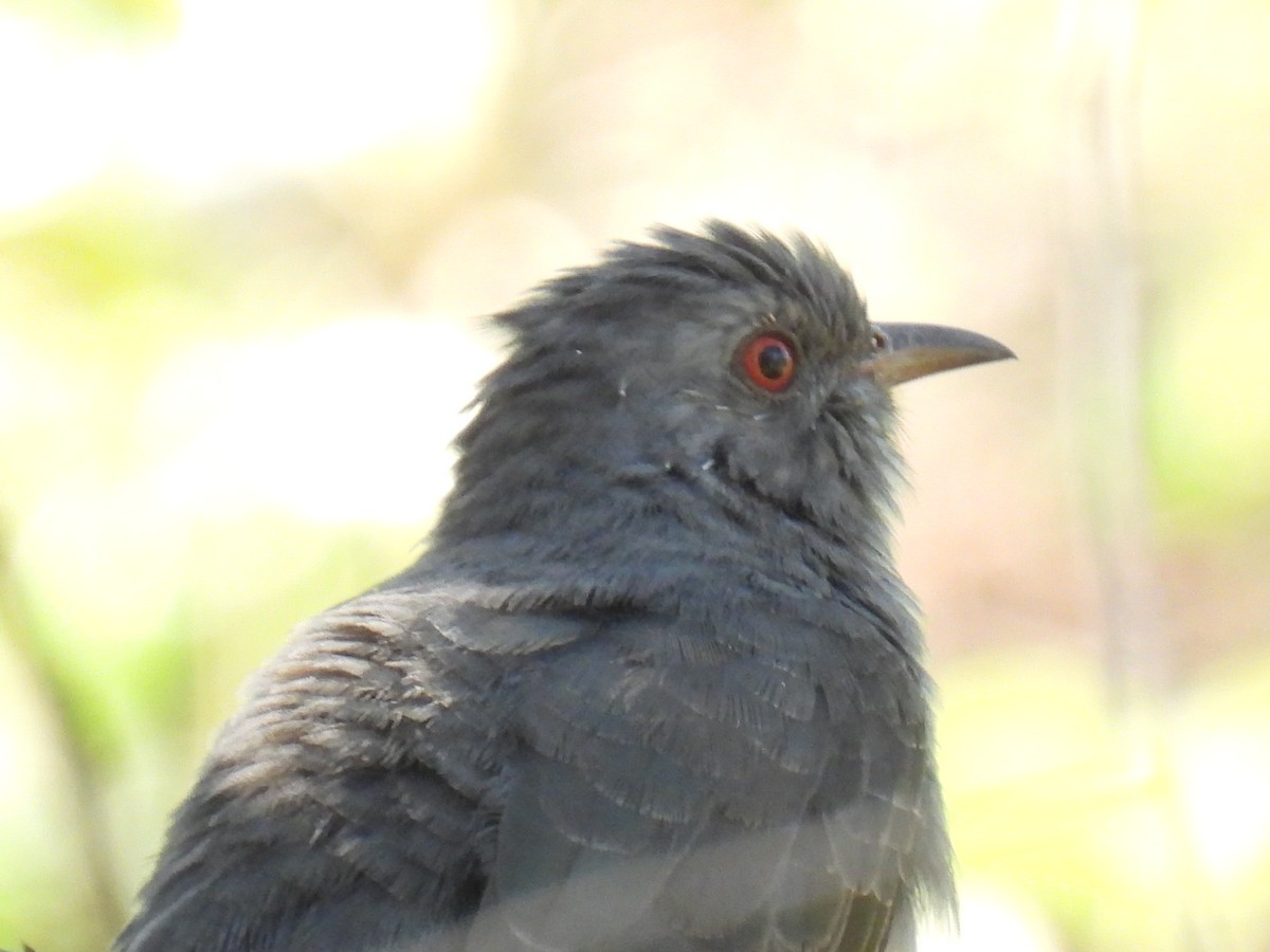 Воробьиная кукушка - ML646776876