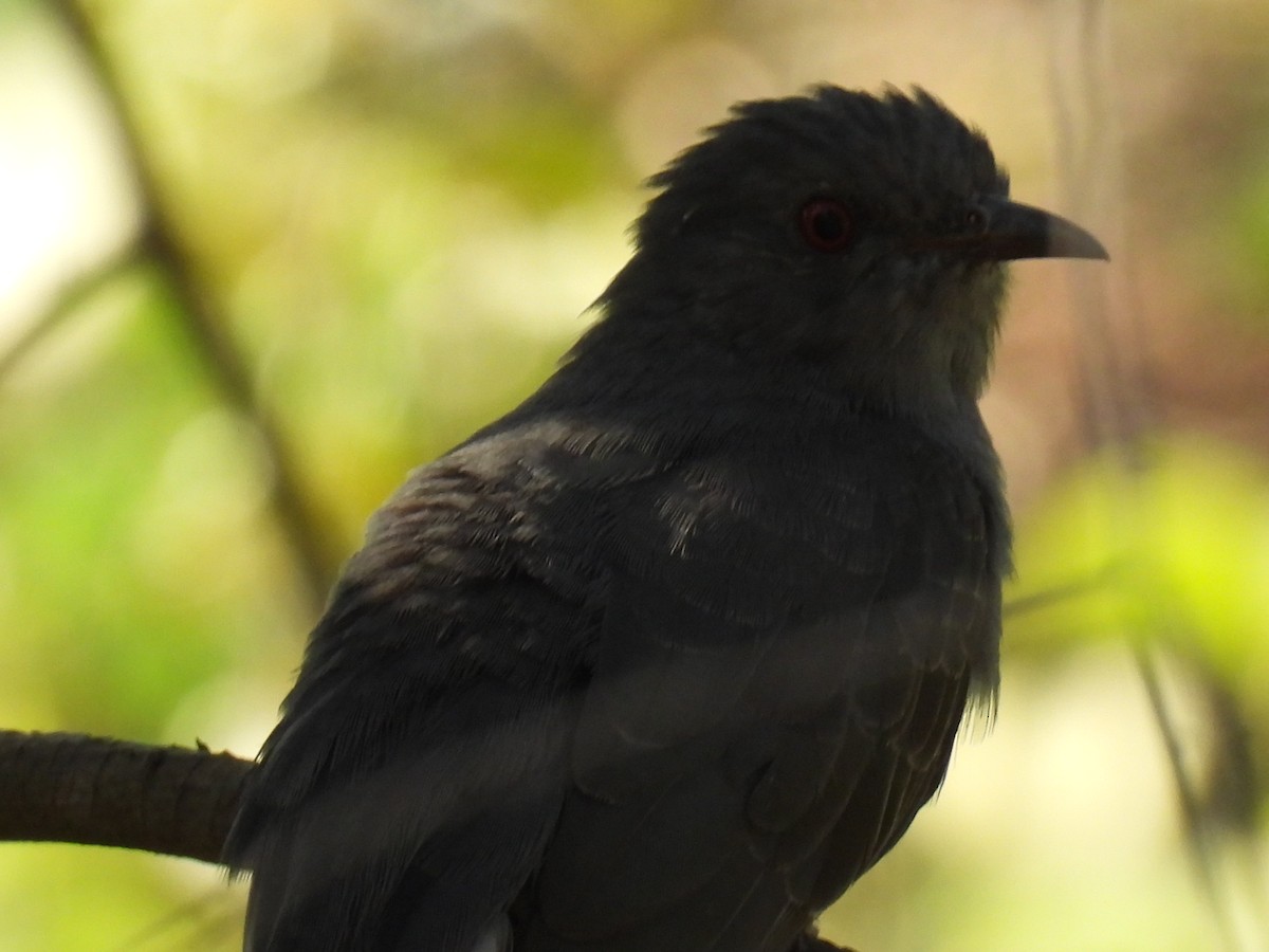 Воробьиная кукушка - ML646776877