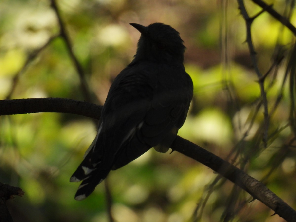 Воробьиная кукушка - ML646776878