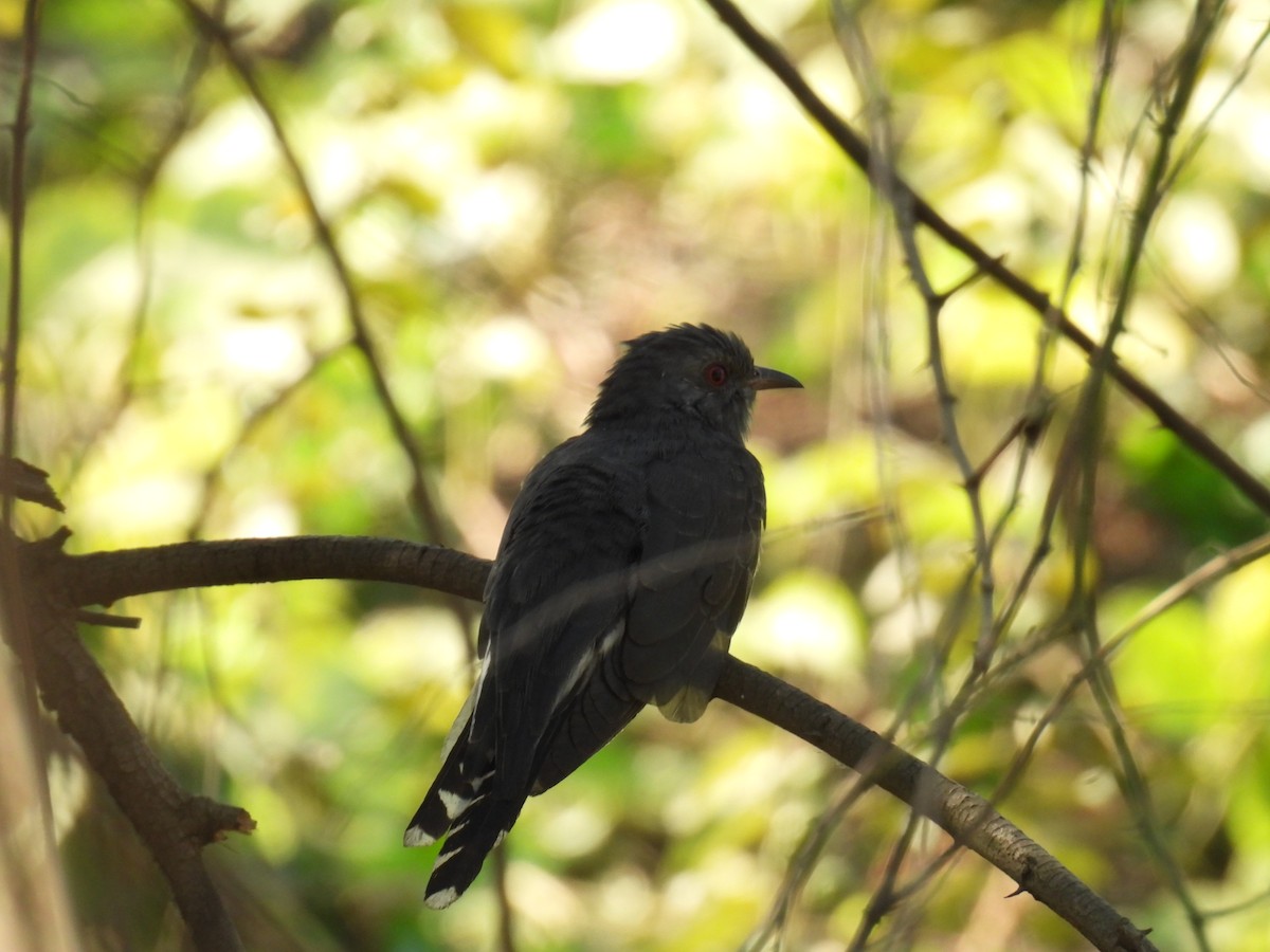 Gray-bellied Cuckoo - ML646776879