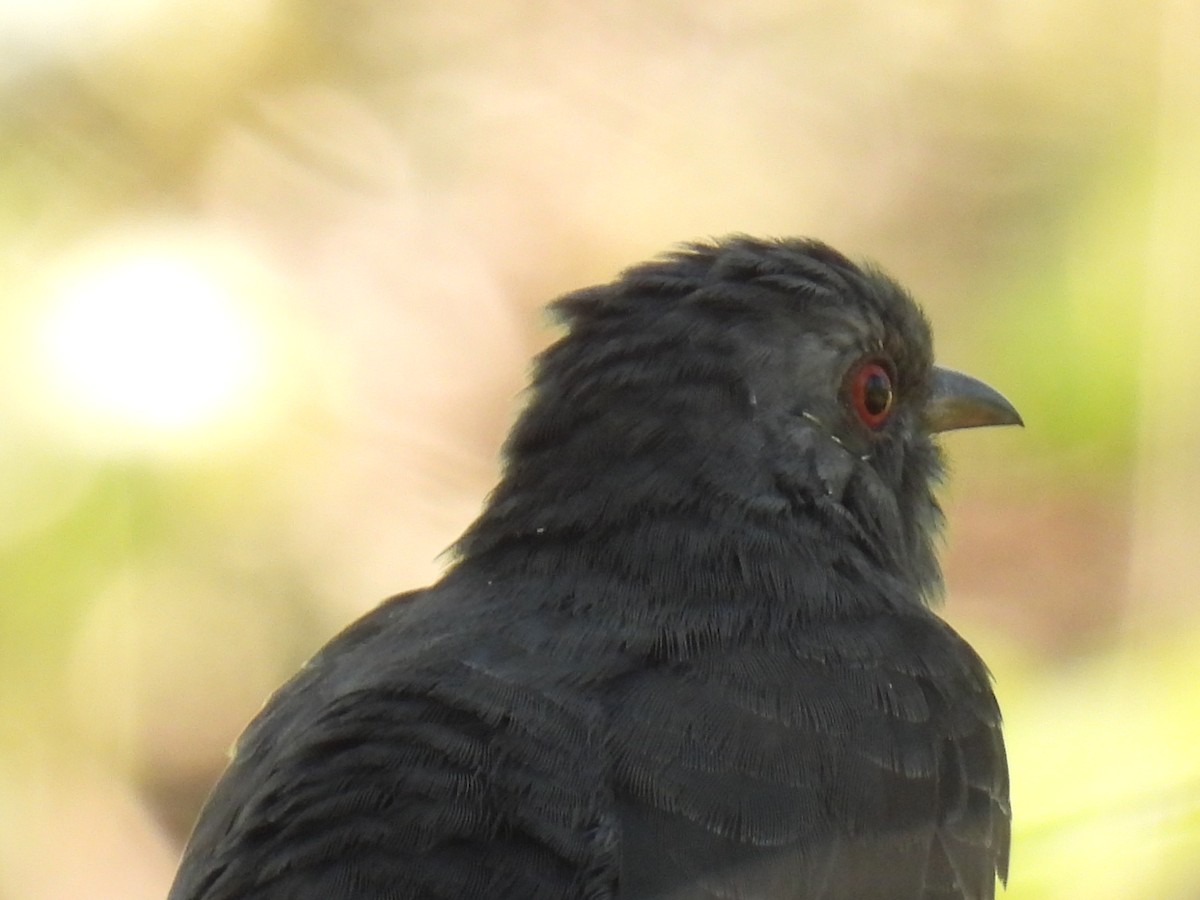 Gray-bellied Cuckoo - ML646776880