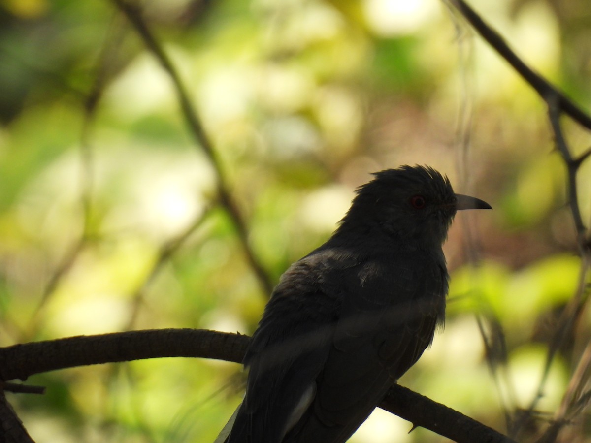 Gray-bellied Cuckoo - ML646776881