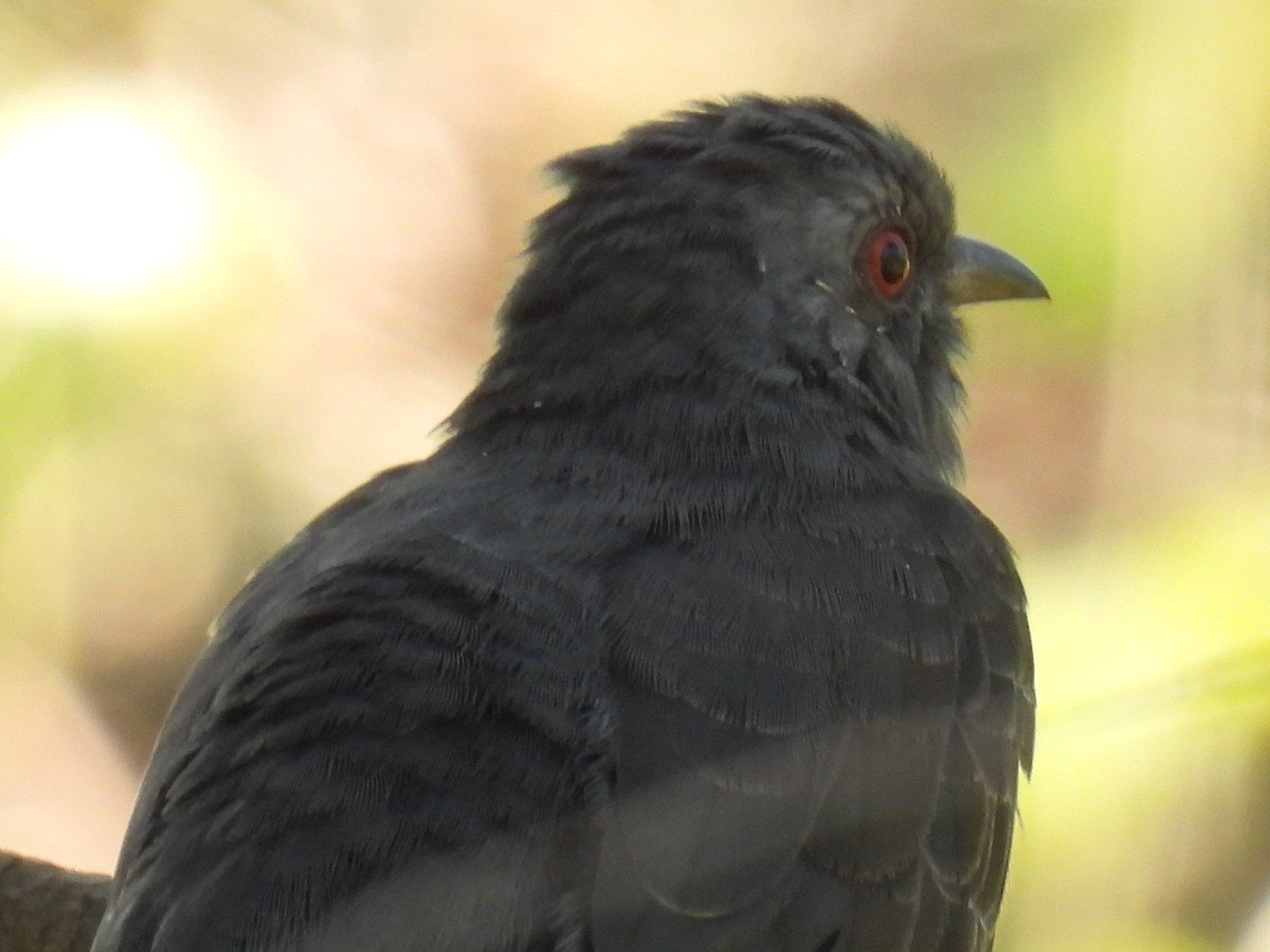 Воробьиная кукушка - ML646776882