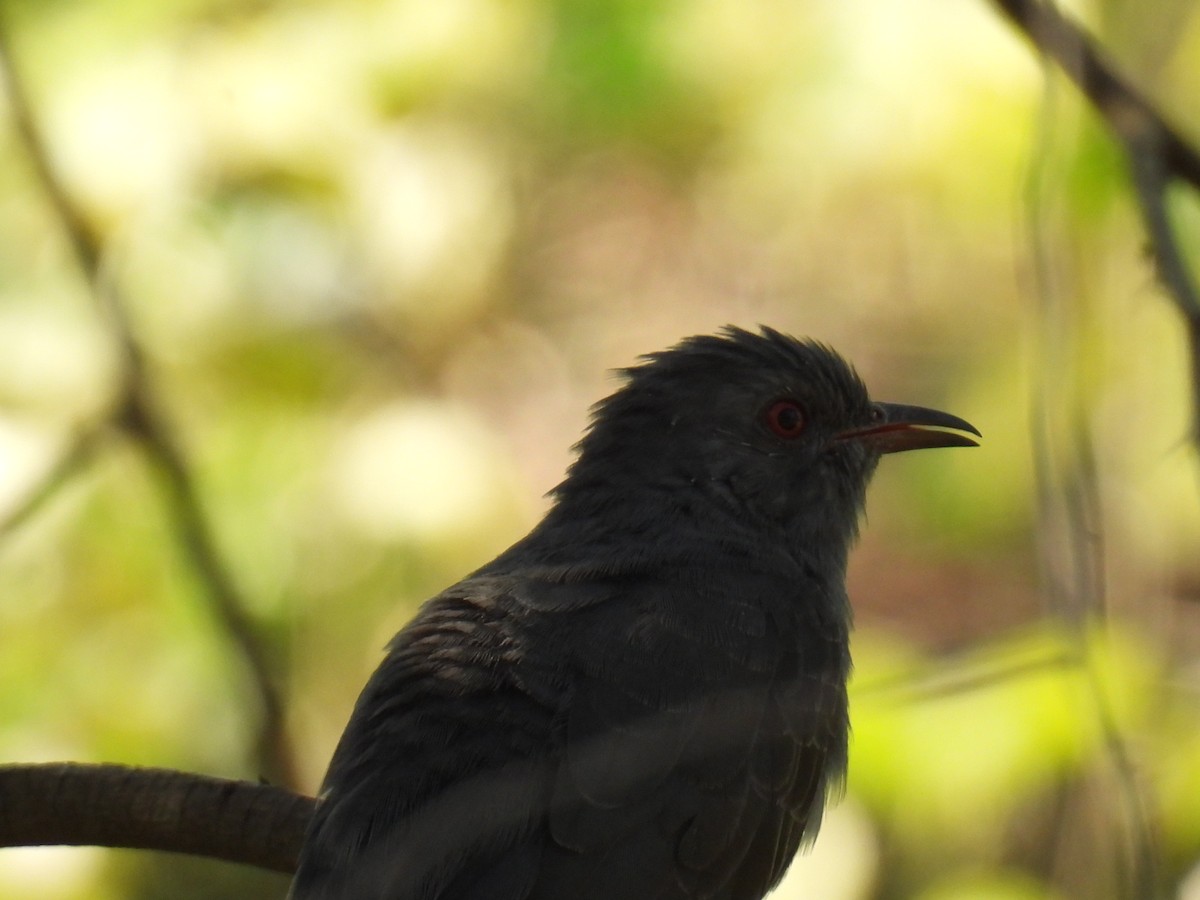 Gray-bellied Cuckoo - ML646776883