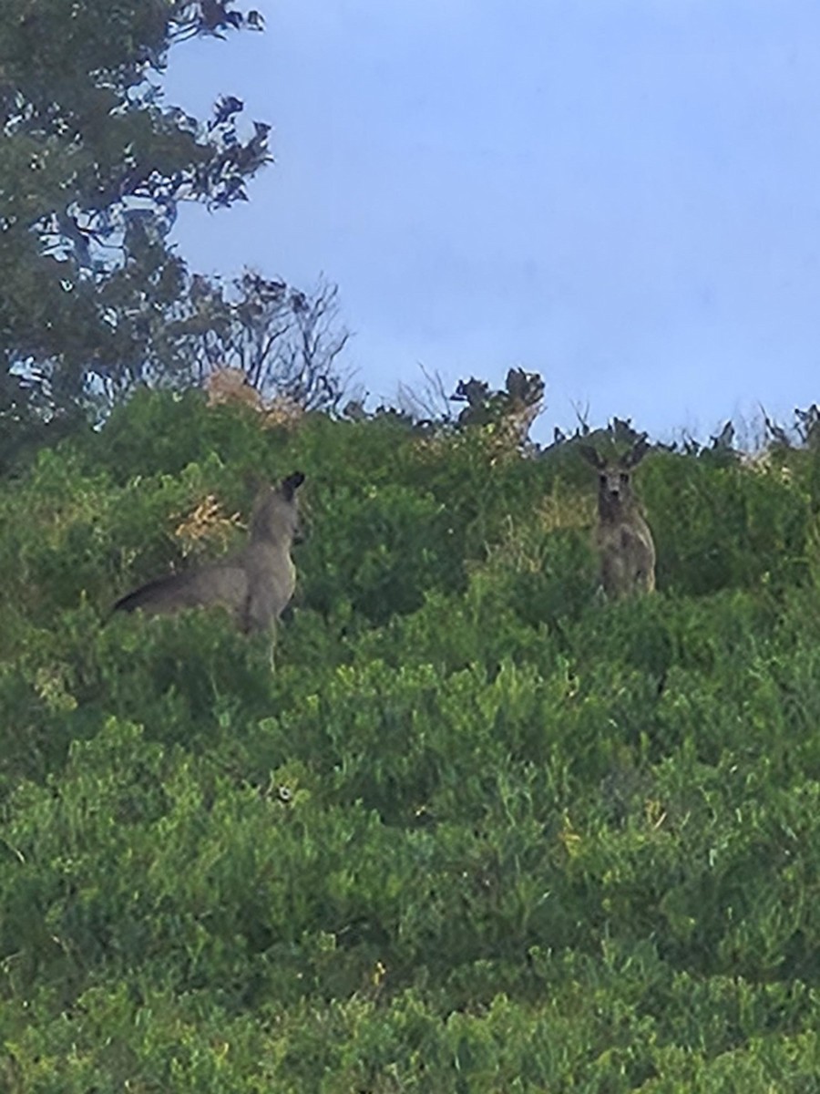 Mammals - ML646776884