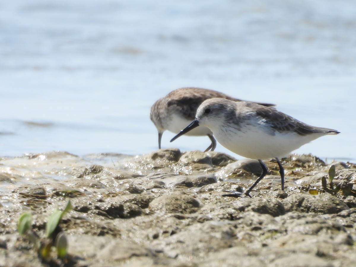 Western Sandpiper - ML646776885