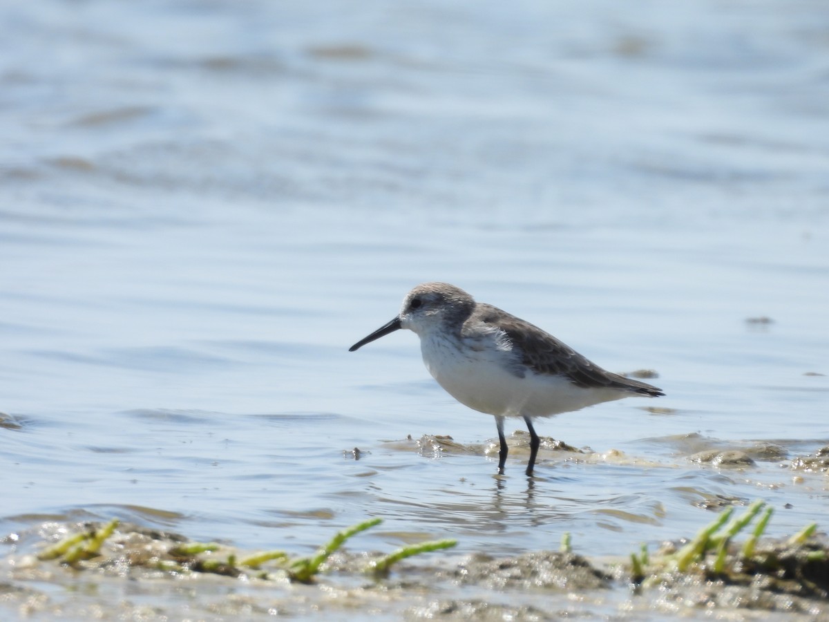 Western Sandpiper - ML646776886