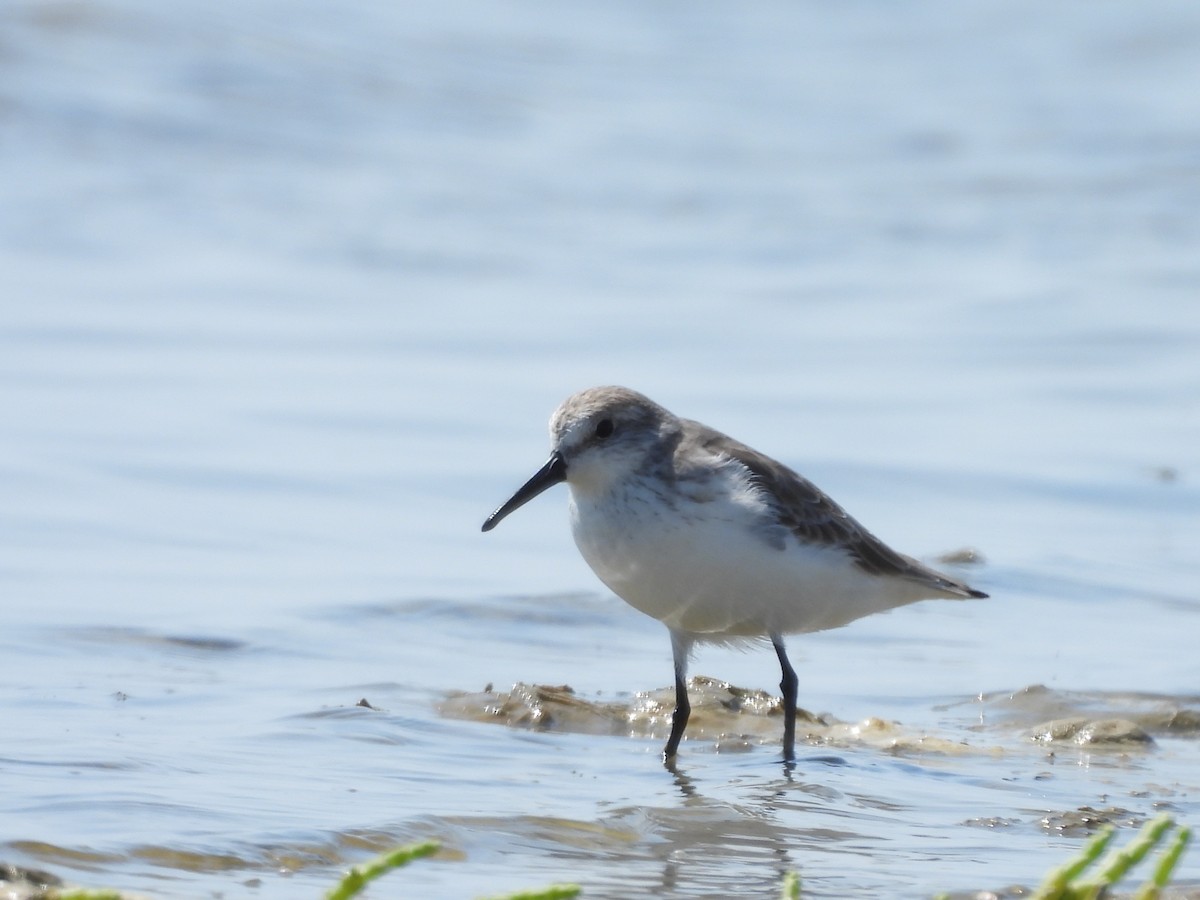 Western Sandpiper - ML646776888