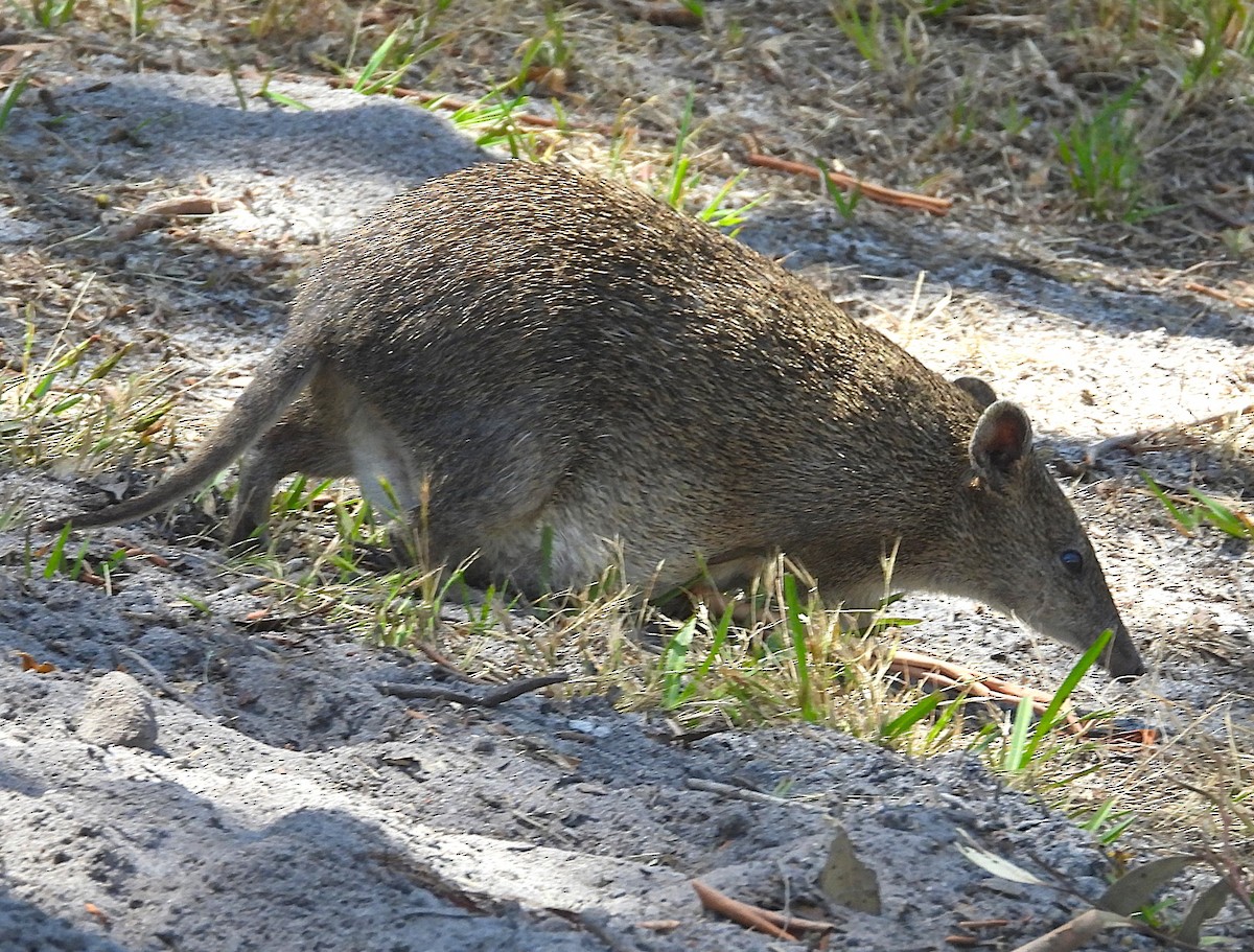 Малый бандикут - ML646776889