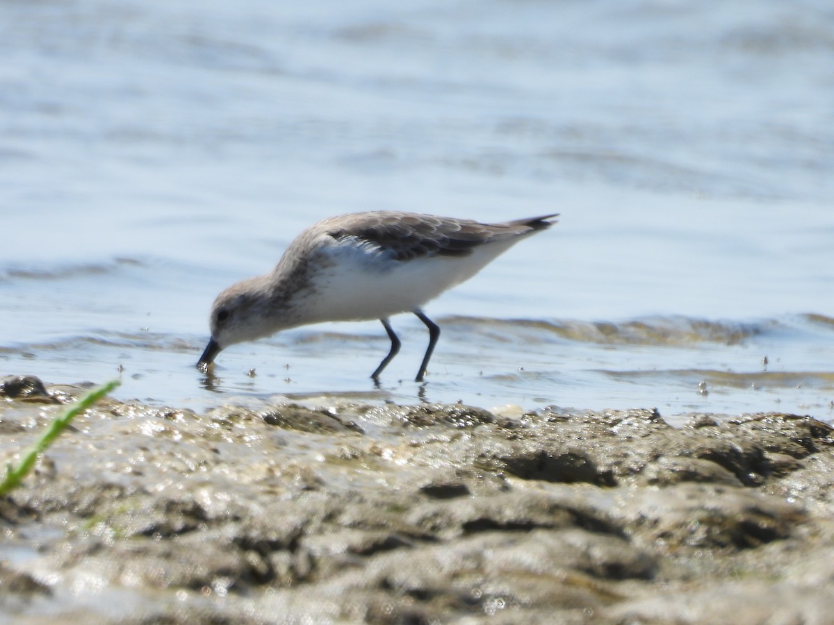 Semipalmated Sandpiper - ML646776890