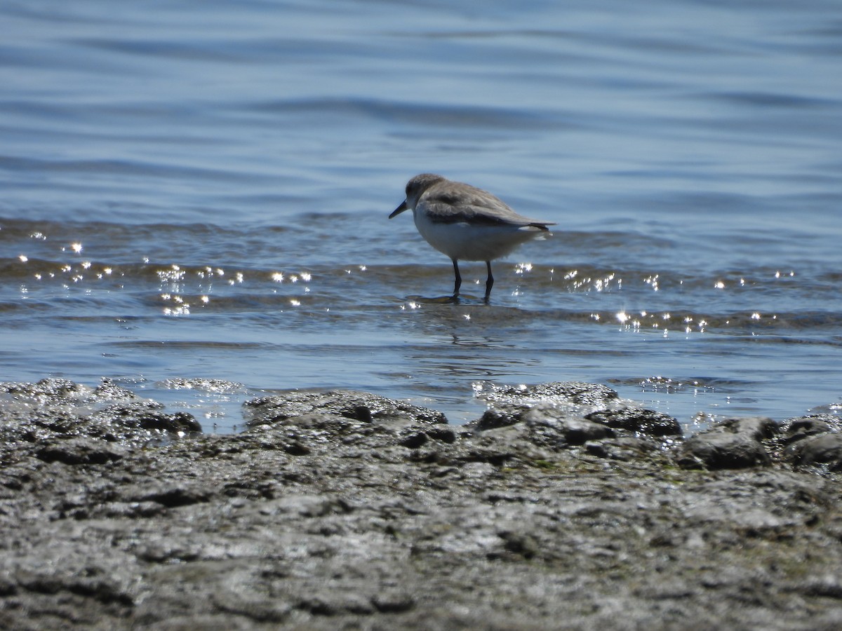 Semipalmated Sandpiper - ML646776891