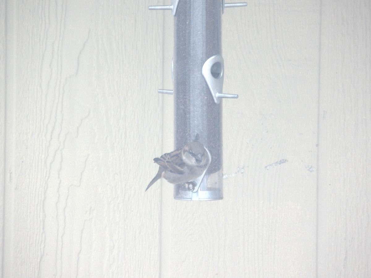 House Sparrow - ML646776892