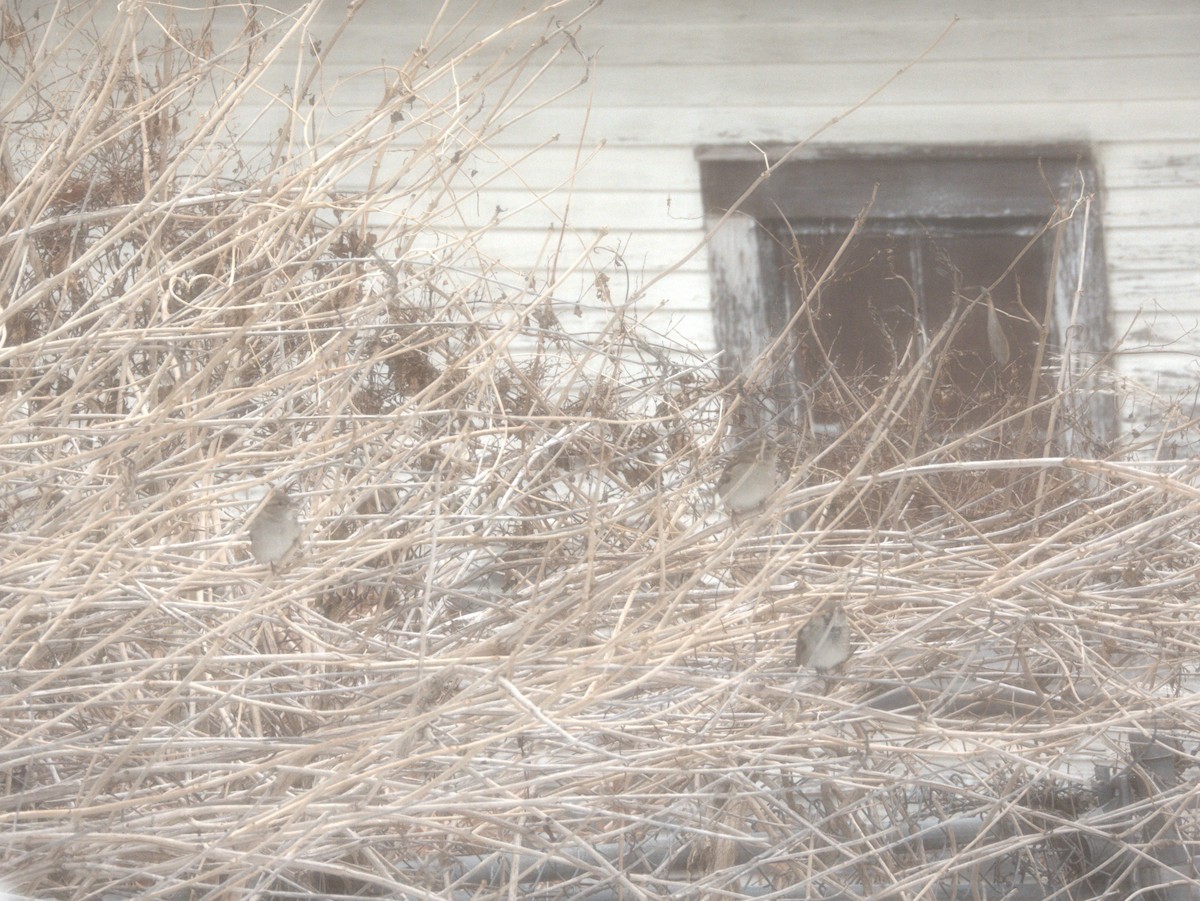 House Sparrow - ML646776893