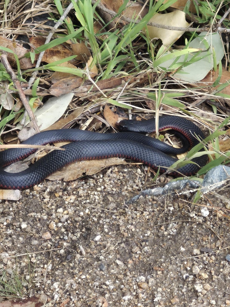 Reptiles - ML646776894