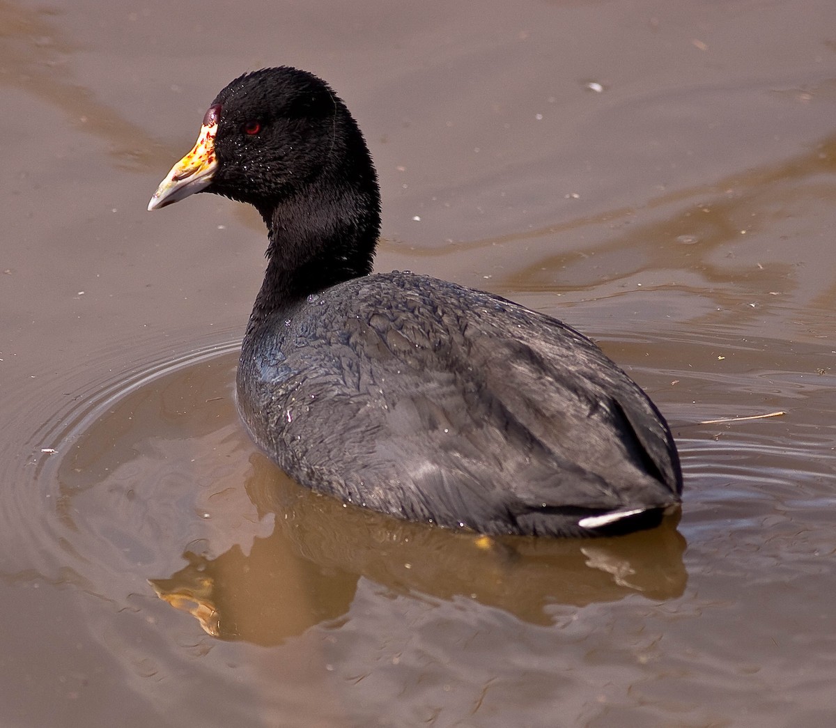 American Coot - ML646776897