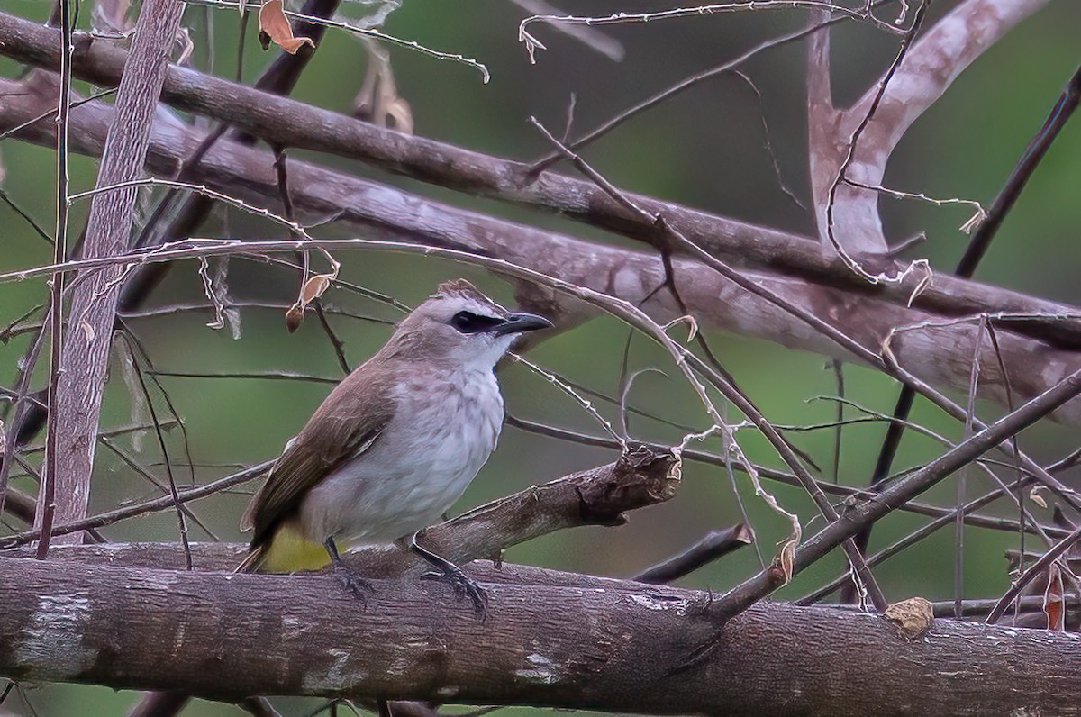 Yellow-vented Bulbul - ML646776899