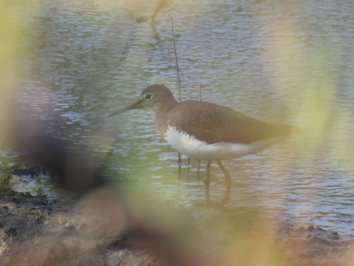Green Sandpiper - ML646776900