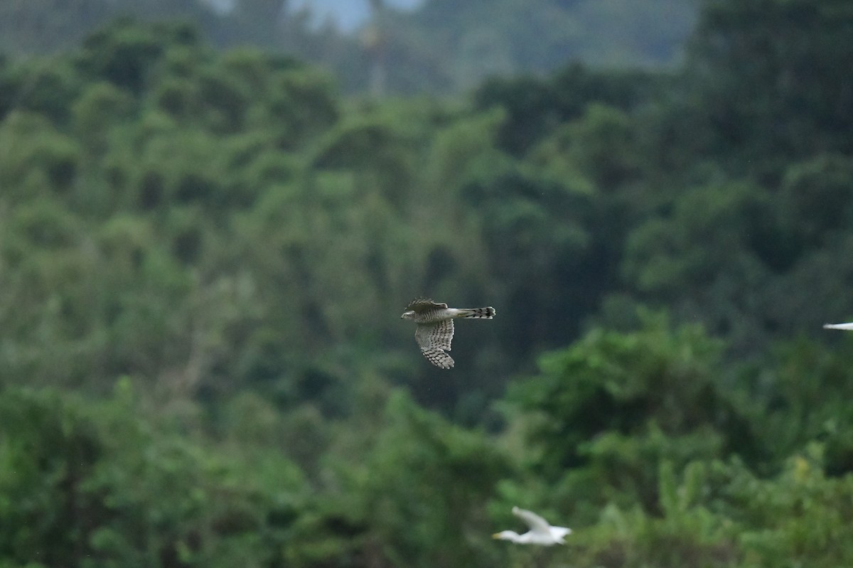 Eurasian Sparrowhawk - ML646776901