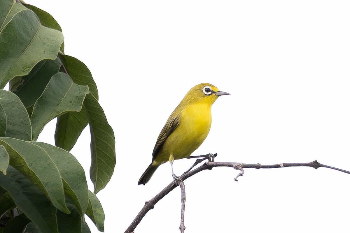 Lemon-bellied White-eye - ML646776902